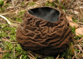 Nấm Vạc Phù Thủy (The Witches Cauldron Mushroom)