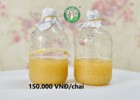 Cung cấp meo lỏng Đông trùng hạ thảo - Nấm Ngon Việt