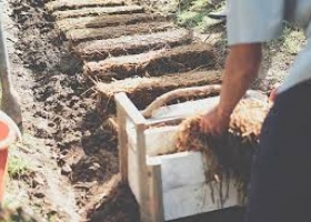 Hướng Dẫn Cách Trồng Nấm Rơm Từ A–Z Cho Người Mới Bắt Đầu