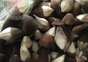Cung cấp buôn bán nấm mối đen, loại nấm được nhiều người săn đón