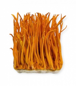 ĐÔNG TRÙNG HẠ THẢO TƯƠI THƯỢNG HẠNG 150G