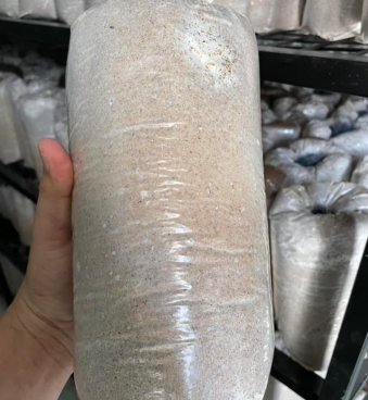 TRỒNG NẤM MỐI ĐEN CÓ DỄ KHÔNG - BAO TIÊU NHƯ THẾ NÀO???