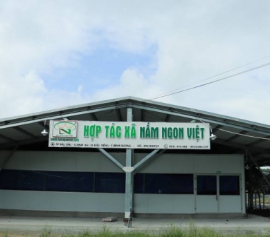 Hợp Tác Xã Nông Nghiệp Công Nghệ Cao Nấm Ngon Việt
