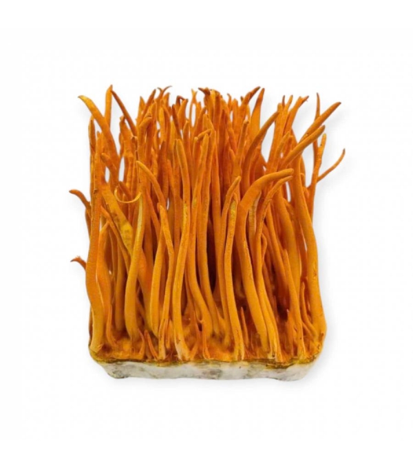 ĐÔNG TRÙNG HẠ THẢO TƯƠI THƯỢNG HẠNG 150G