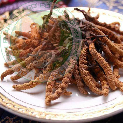 So sánh Đông trùng hạ thảo thật và Đông trùng hạ thảo giả