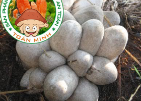 Hướng dẫn cách trồng nấm rơm mang lại hiệu quả kinh tế cao