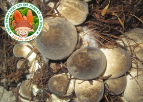 Mô hình trồng nấm rơm đạt năng xuất cao tại TPHCM