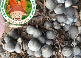 Phương pháp ủ rơm khi trồng nấm rơm và cách xử lý