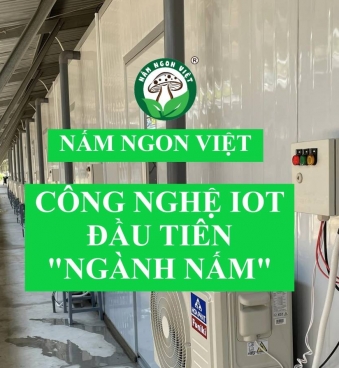 NẤM MỐI ĐEN IOT MÔ HÌNH NÔNG NGHIỆP 4.0 ĐẦU TIÊN TẠI VIỆT NAM