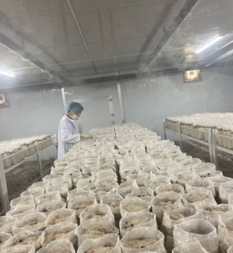 Rủi ro khi trồng nấm mối đen