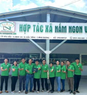 Hợp Tác Xã Nấm Ngon Việt